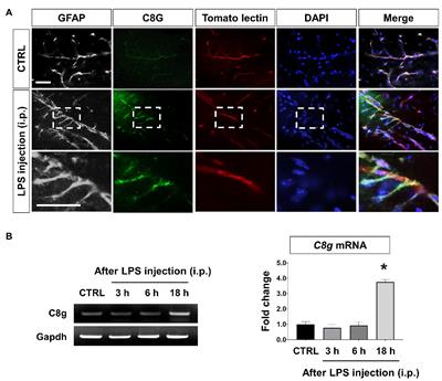 Protective Effects of Complement Component 8 Gamma Against Blood-Brain Barrier Breakdown